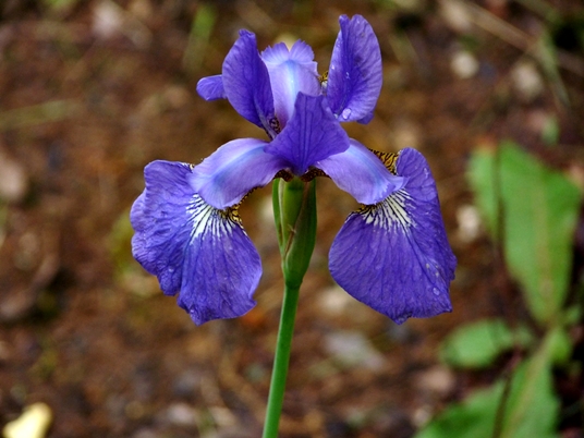 {Iris prismatica}